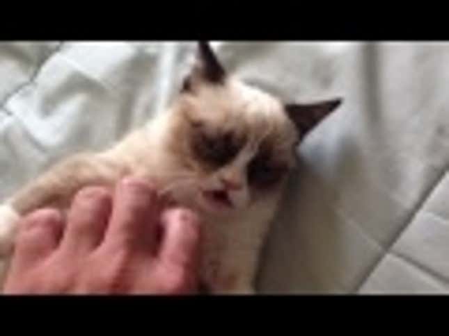 This Cat Has a Serious Case of the Mondays