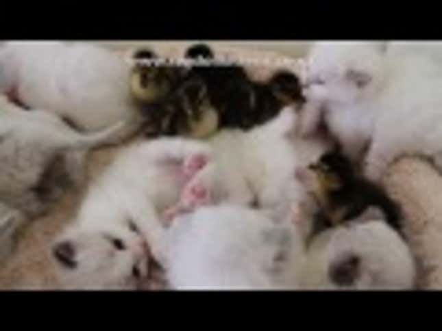 Kittens and Ducklings Play Together in a Big Feathery Fur Pile