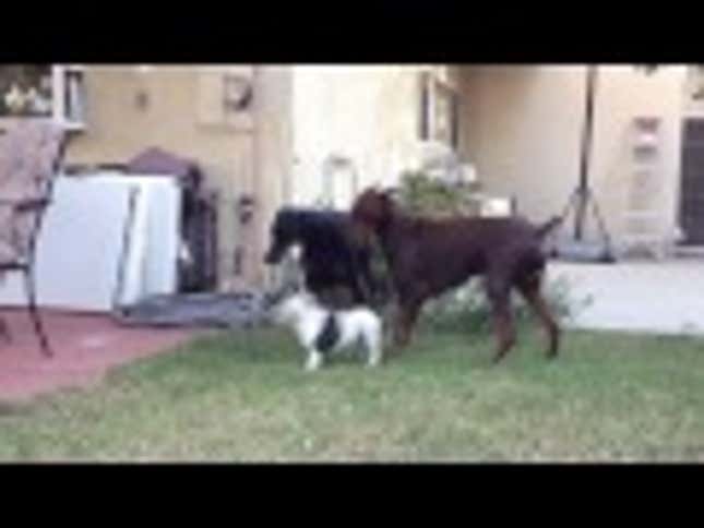 Tiny French Bulldog Puppy Isn't Afraid of a Couple Hulking Dobermans