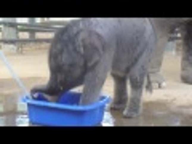For the Sake of Bipartisanship, Here's a Baby Elephant Playing in a Bathtub