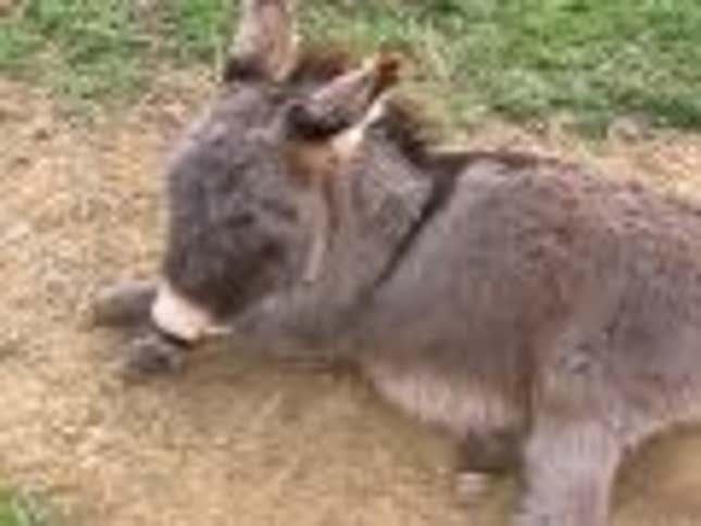 Adorable Baby Donkey Celebrates the Democrats' Win With a Roll in the Dirt