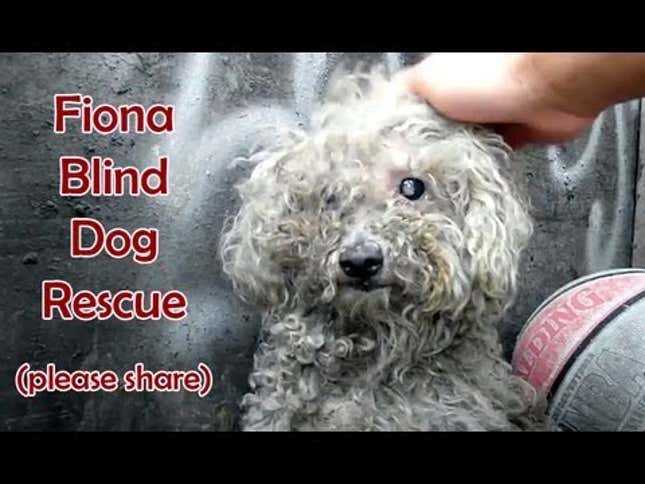 Your Morning Cry: Poodle Found Living in Trash Heap Is Now ASPCA's Dog of the Year