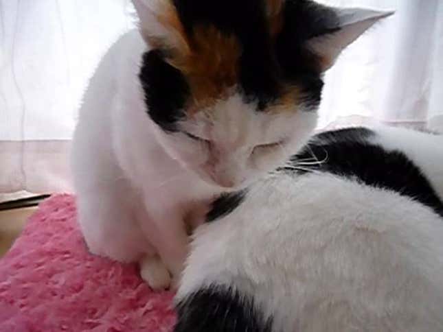 Aww, This Cat Thinks His Friend Is a Pillow