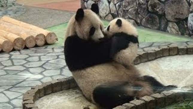 Watch This Baby Panda Kiss Its Mom Then Go Call Your Mother