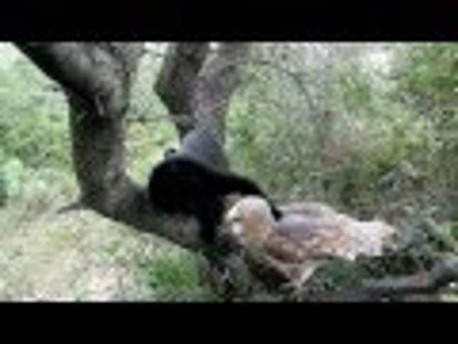 This Cat and Owl are Best Friends Forever (Until One of Them Decides to Eat the Other)