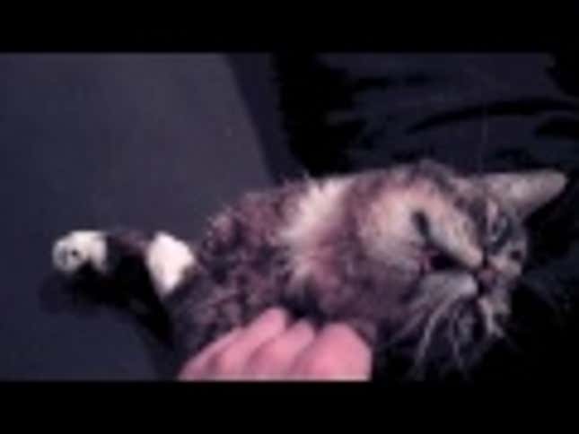 Lil Bub Gets Scratched for Two Glorious Minutes