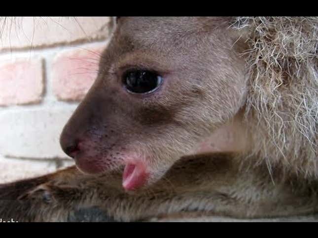 This Sleepy Baby Kangaroo Needs a Nap Time Cuddle