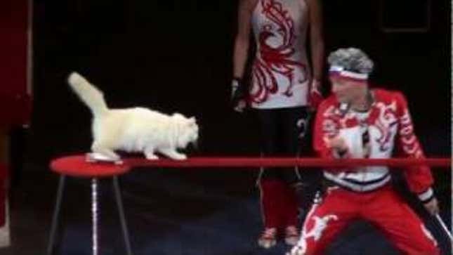 Be Honest: Do You Actually Have Anything Better to Do Than Watch a Russian Cat Circus?