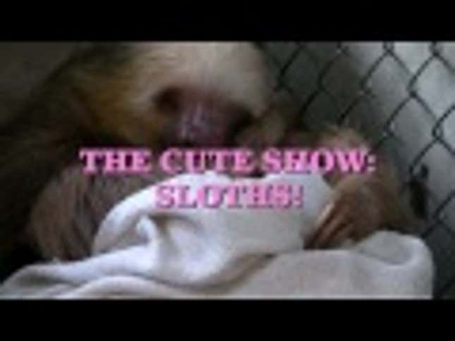 Hey, Let's Watch Some Baby Sloths