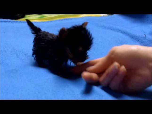 Oh My Sweet Teacup! Is This the World's Smallest Dog?