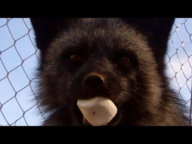Adorable Fox Loves Marshmallows, We Love Adorable Fox
