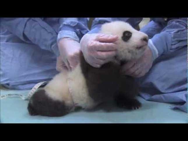 One Small Step For Baby Panda, One Giant Step For Cute Kind