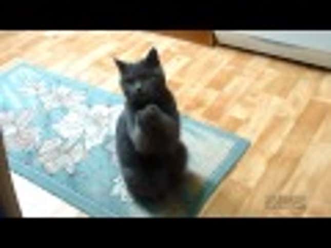 This Adorable Cat Is Either Begging Or Praying For More Food