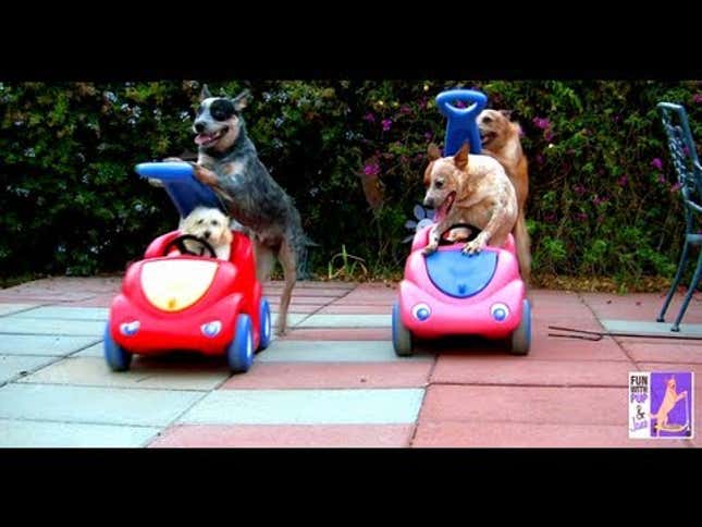 It's a Dog Push Dog World Out There and We Couldn't Be Happier