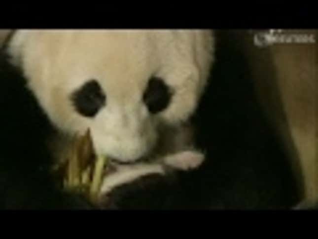 Watch This Video of a Mama Panda Feeding Her Cubs Because You Are a Human With Feelings