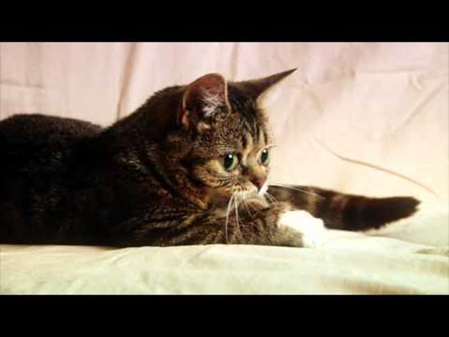 Watch This Lil Bub Video Because, Duh, It's a Lil Bub Video