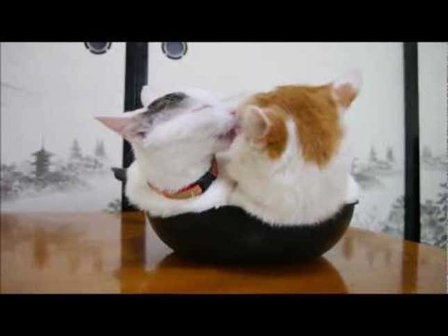 Two Cats Napping in a Frying Pan Make the Cutest Omelette Ever