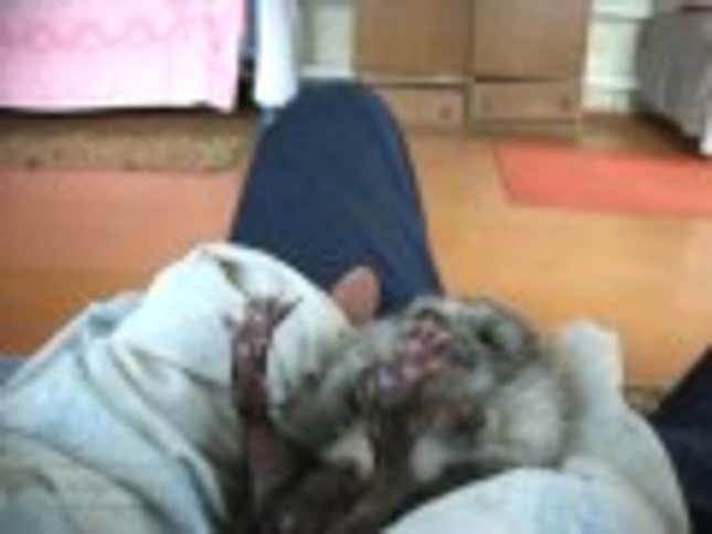 Baby Hedgehog Receiving Belly Scratches Embodies the Spirit of Sunday