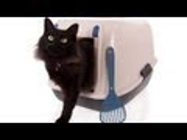 The Infamous Cat Parasite Can Actually Make You More Outgoing, Says Science