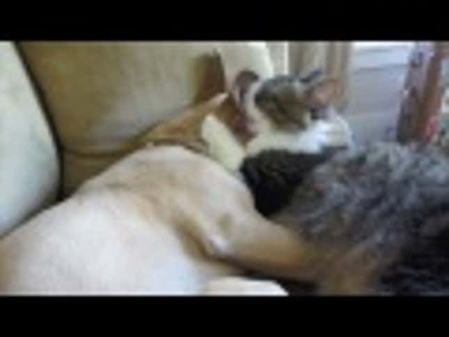 Let's Round Out the Day with an Darling Interspecies Cuddle