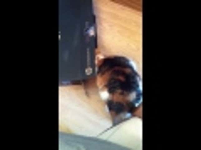 Overambitious Cat Gets Stuck in a Narrow Box, Freaks Out