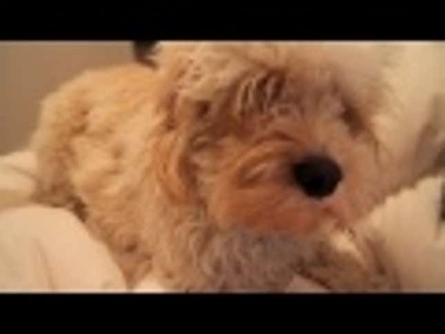 This Puppy Will Admonish You for Not Petting Him