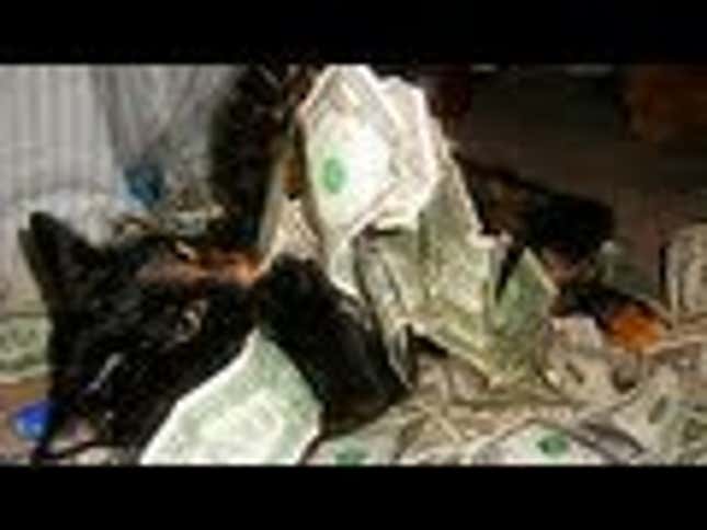 At Long Last, Video Proof That Cats Strike Smarter Poses than Dogs