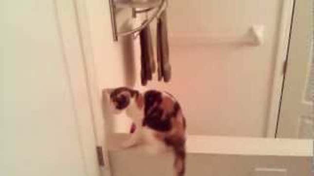 Cat Competes in the Olympics of Cute