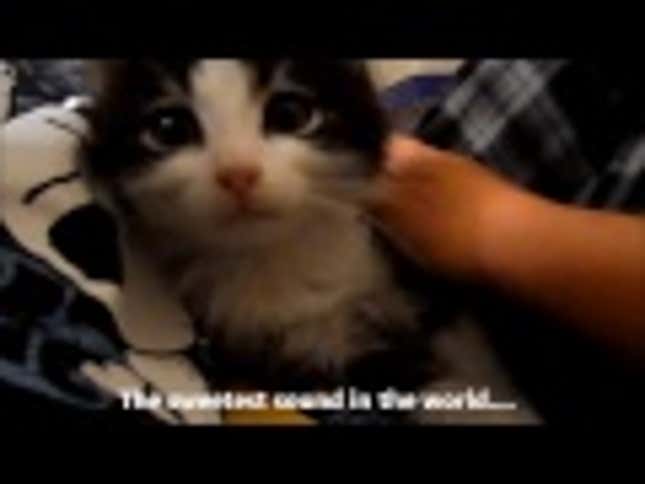 My New Favorite Internet Cat Has A Stronger Heart Than Most