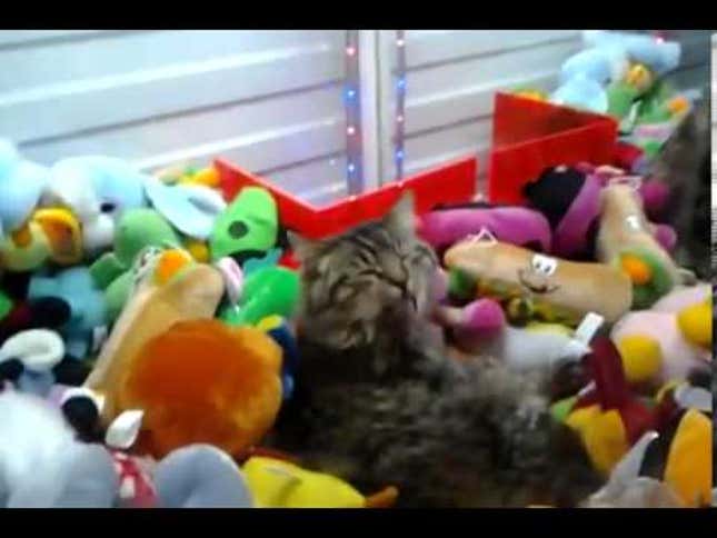 Can Someone Please Save This Cat from the Crane Game Machine? Please?