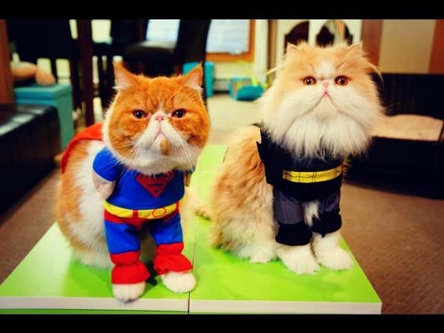 Squash-Faced Cats Dressed as Super Heroes Is the Viral Blockbuster of the Summer