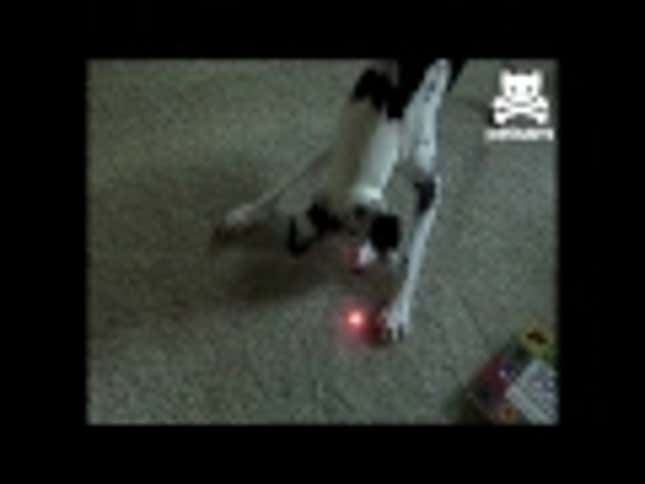Laser Pointer Meltdowns: Dog vs. Baby