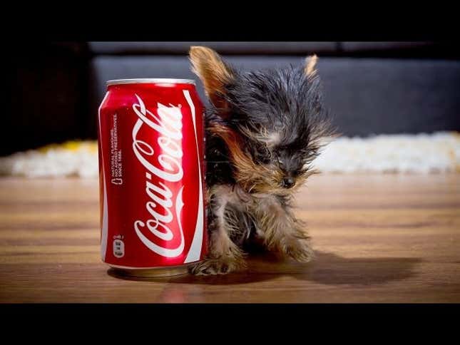 Quite Possibly The World's Tiniest Terrier