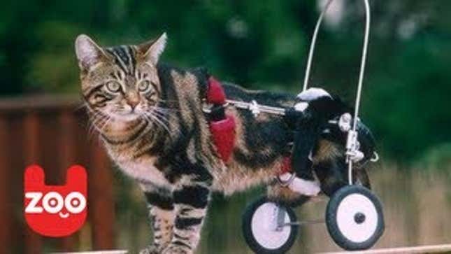 Cat Loses Legs, Gets a Pair of Hot Wheels Instead
