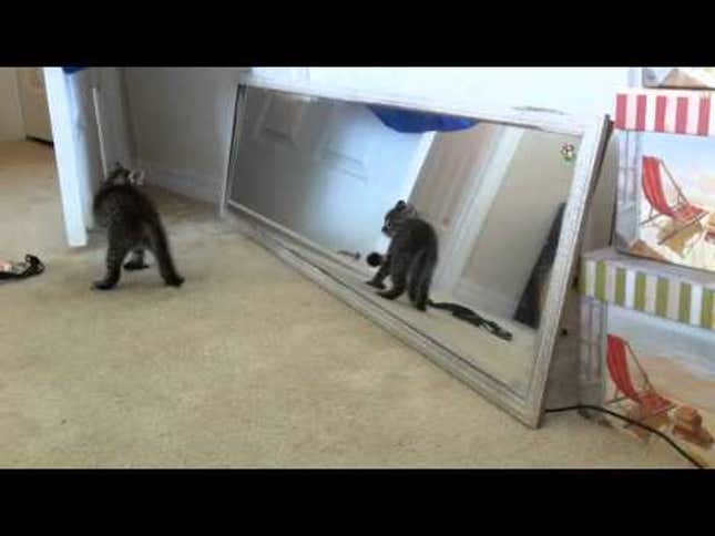 Adorably Narcissistic Kitten Battles Its Reflected Nemesis