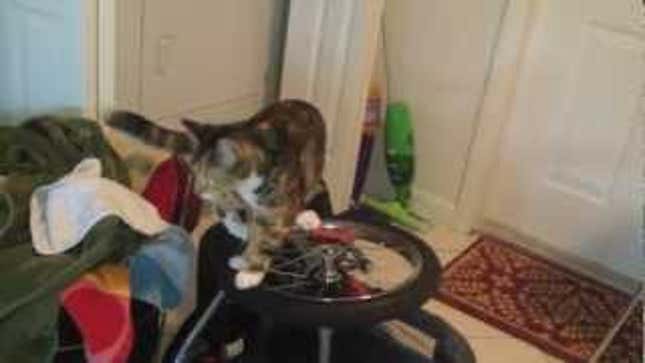 Inventive Cat Creates Own Personal Theme Park Ride