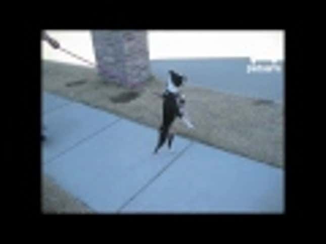 Boston Terrier Thinks It's People and Perambulates Accordingly