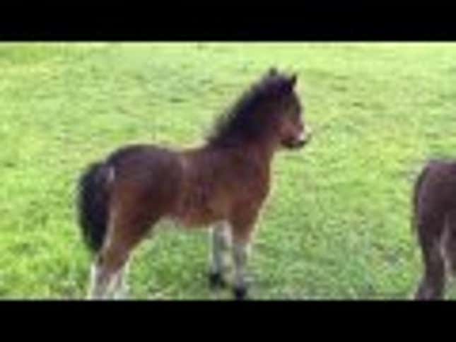 Li'l Sebastian's Tiny Horse Cousin Wakes Up From Nap