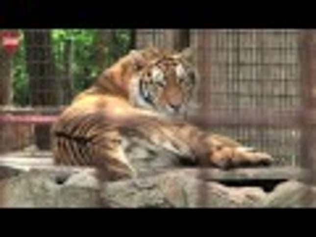 Stand In Fear And Awe Of The Majestic Baby Siberian Tiger