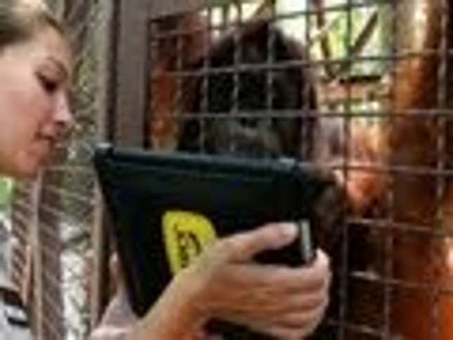 Orangutans Go Ape for iPads