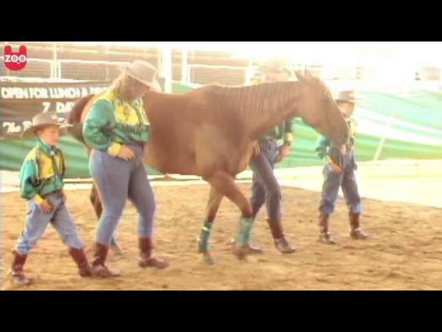God Bless America: Here's a Horse Line Dancing
