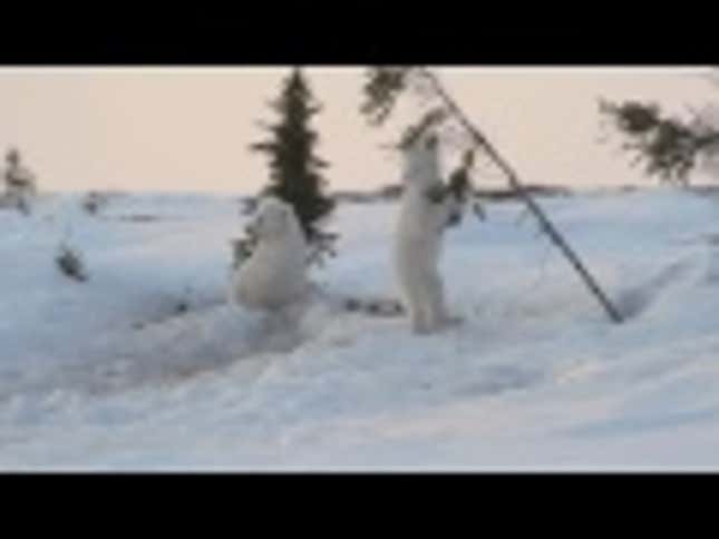 Indulge In The Frosty Frolicking Of Baby Polar Bears