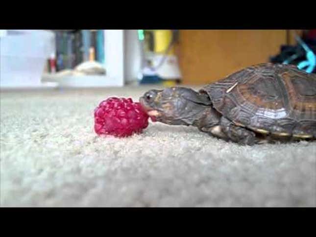 Tiny Baby Turtle Tries Valiantly to Snack on a Giant Raspberry