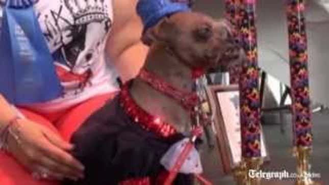 World's Ugliest Dog Is Fucking Ugly