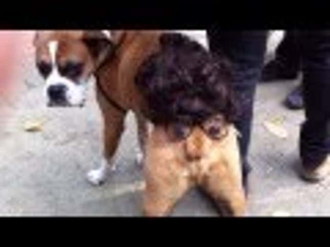 This Dog's Halloween Costume Gets Funnier The More Excited He Gets