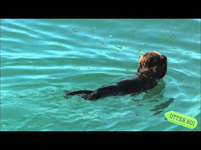 Tiny Otter Has a Very Adorable Strategy for Beating the Heat