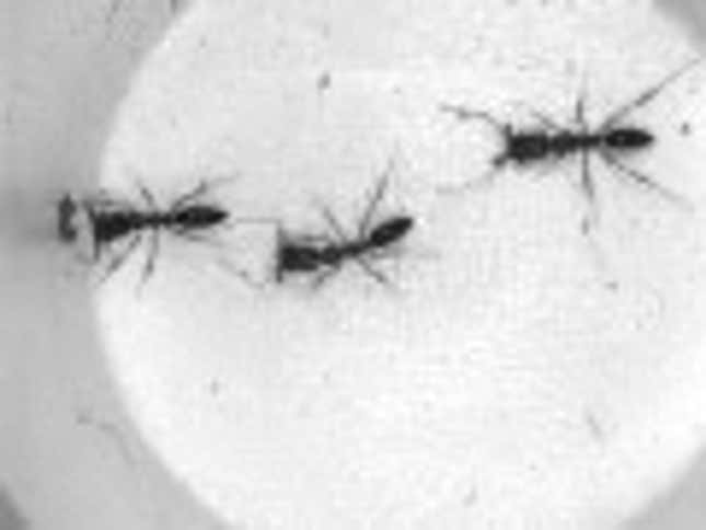 Zerg Rushes, Suicide Attacks and Splash Damage: How Real Insect Warfare is Similar to <em>StarCraft</em>