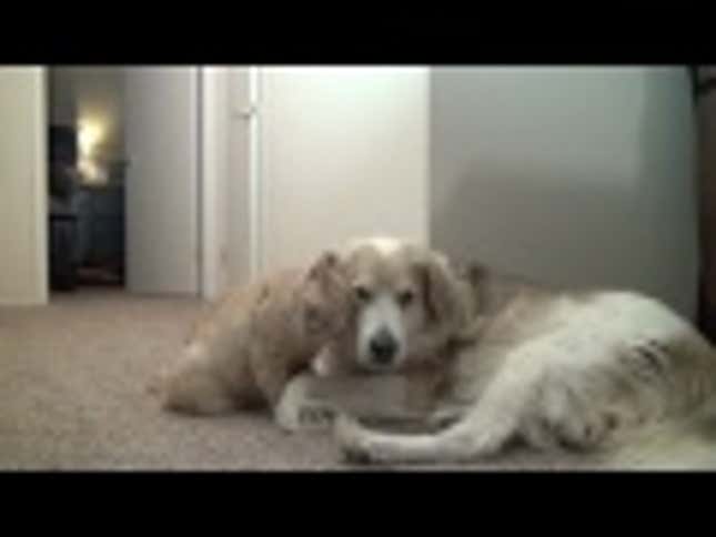 Dog Seems a Little Unnerved by Former Street Cat