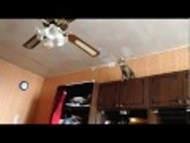 Ceiling Fan, Meet Cat.