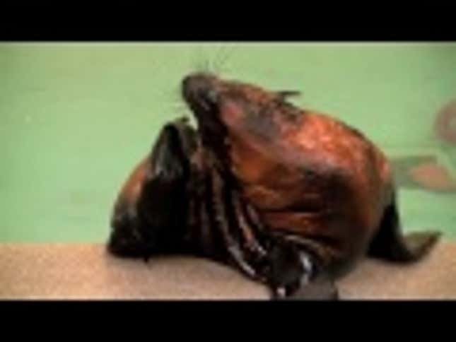 Start Your Summer Search for Marine Mammal Friends